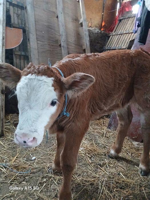 Vând  vita. Baltata  romneasca