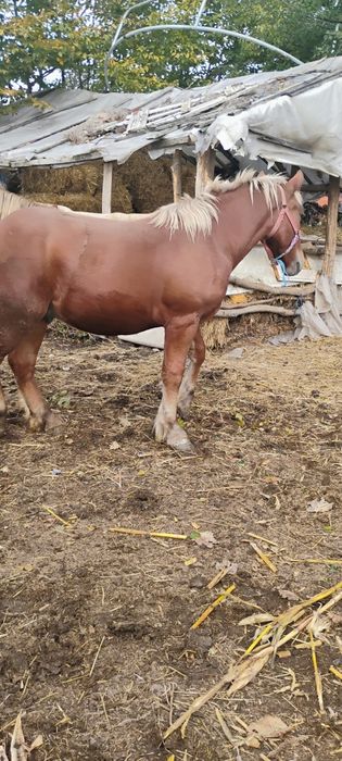 Mânz de vânzare 1 an și 2 luni