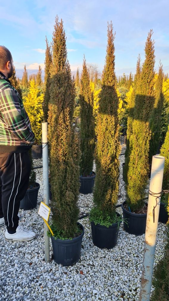 Buxus globular si cupressus sempervires