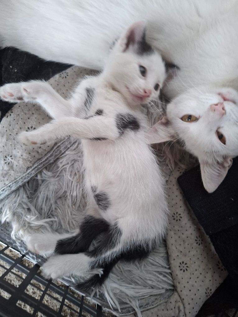 Donez mama- pisica cu pisoi.