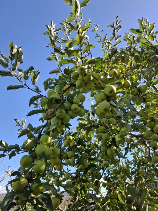 Mere de vânzare mai multe soiuri