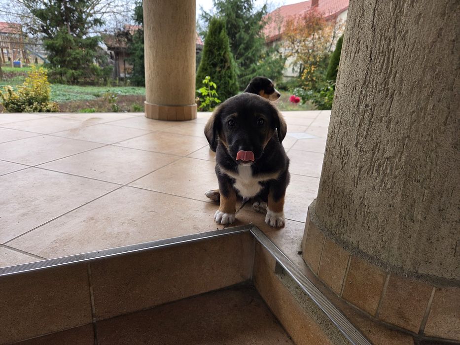 Câini în căutare de stăpân.