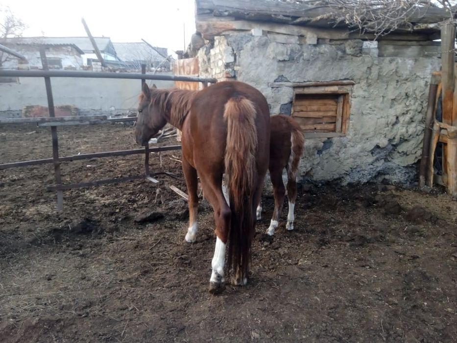 Продам кобылу дойную с жеребенком
