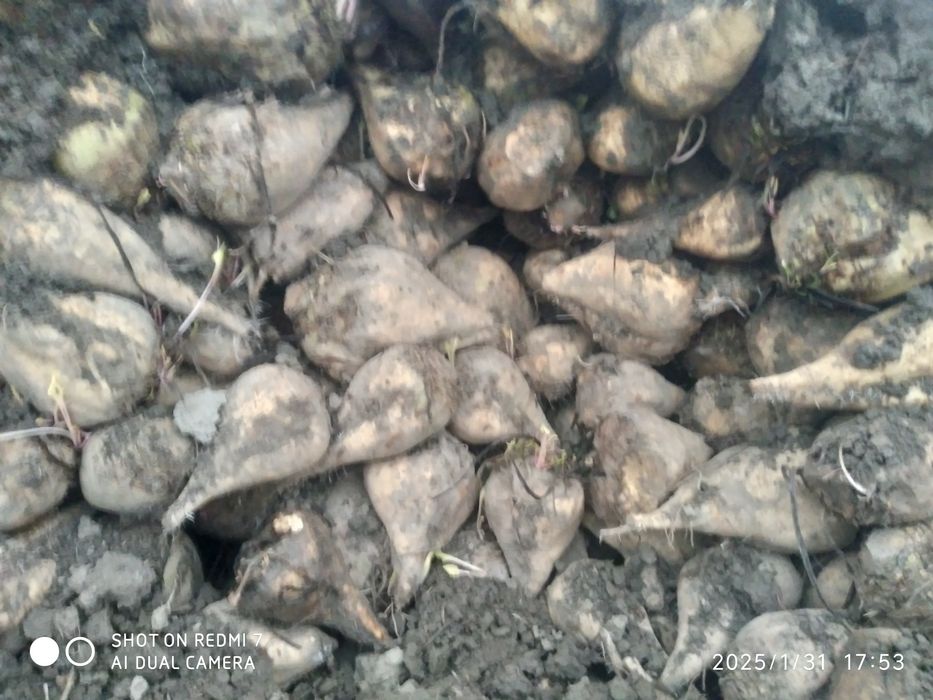 Shakar lavlagi sotiladi