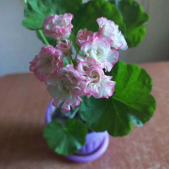 Продам комнатные цветы.