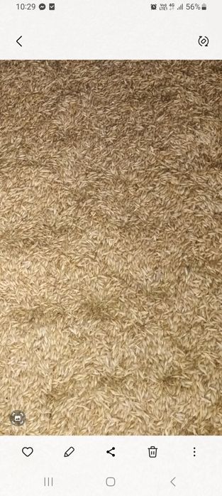 Orz de vanzare 20 lei baniciorul