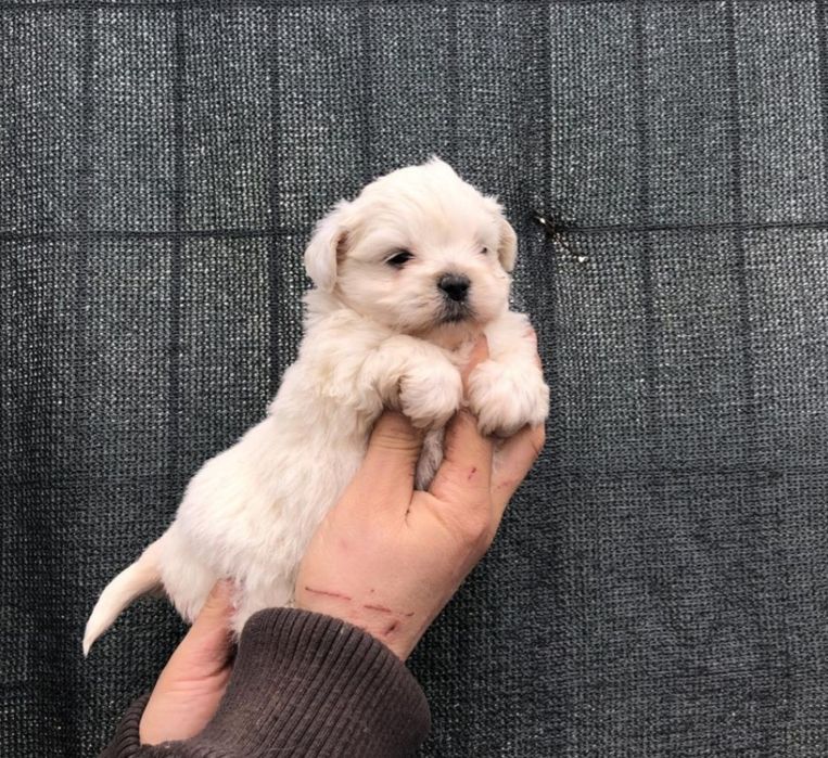 Мальтийская болонка чистокровка мальчик белоснежный как снежинка