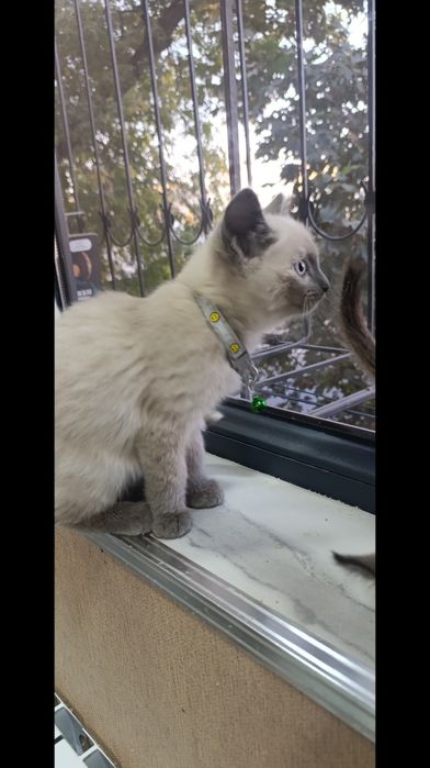 Сиамские и Турецкая ангора