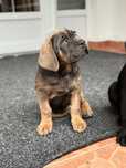 Cane corso femela