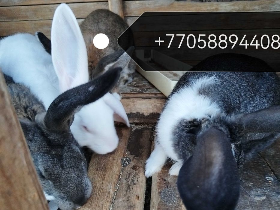 Продам крольчат 3 месячных