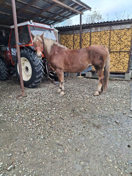 Vînd iapă de 9 ani cu acte