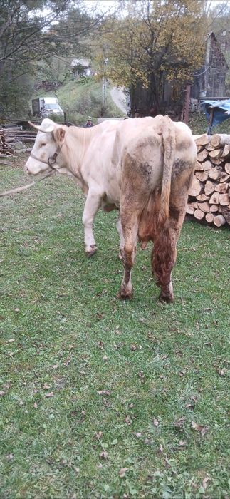 Vând vacă cu lapte