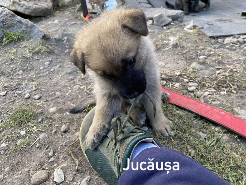 Donez pui ciobănesc german