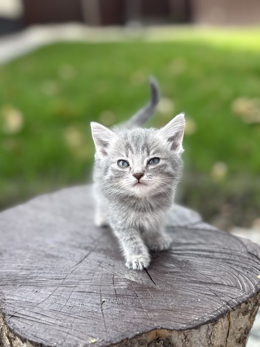 Отдам котят девочки все