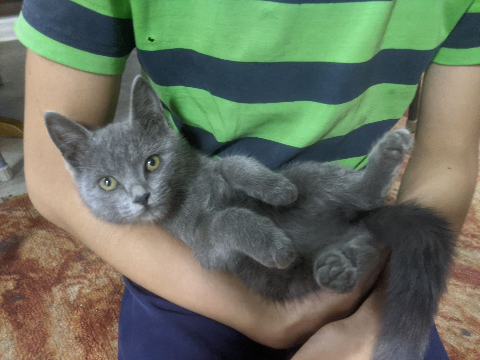 Котенок девочка, бесплатно
