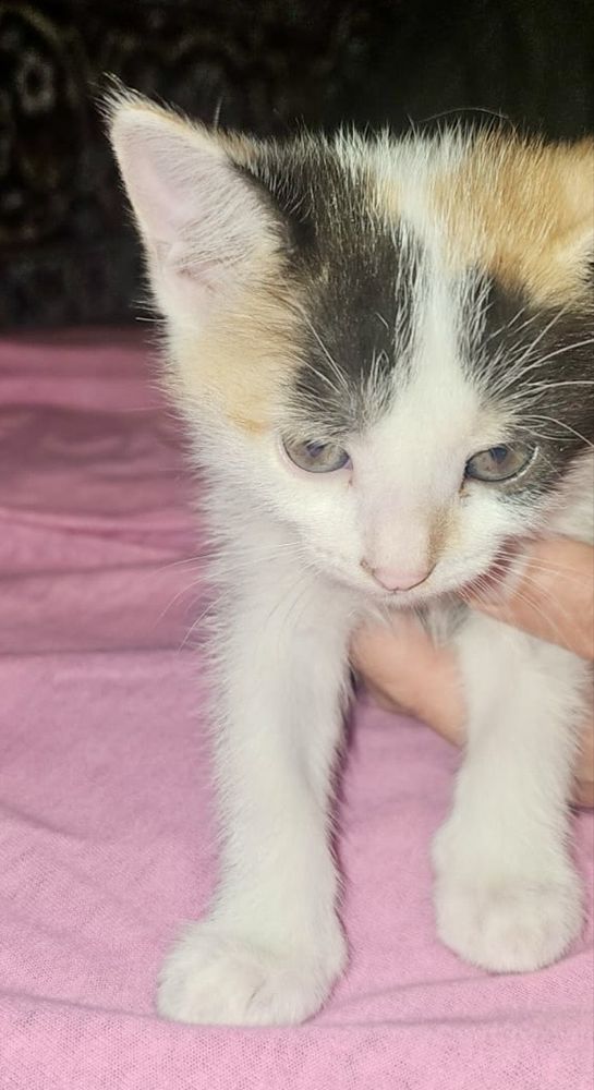 Отдам котят только в любящие руки