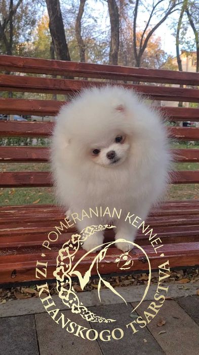 Померанский шпиц