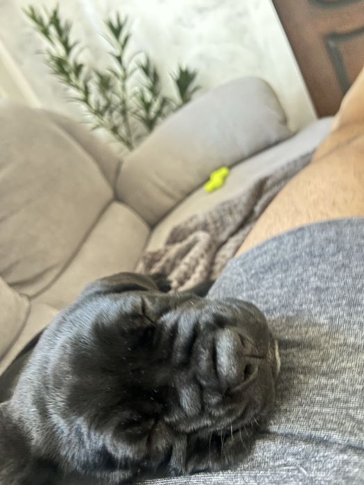 Femela de cane corso