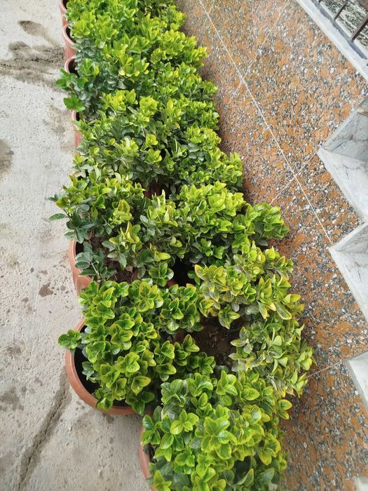 India 1skleti 25dona