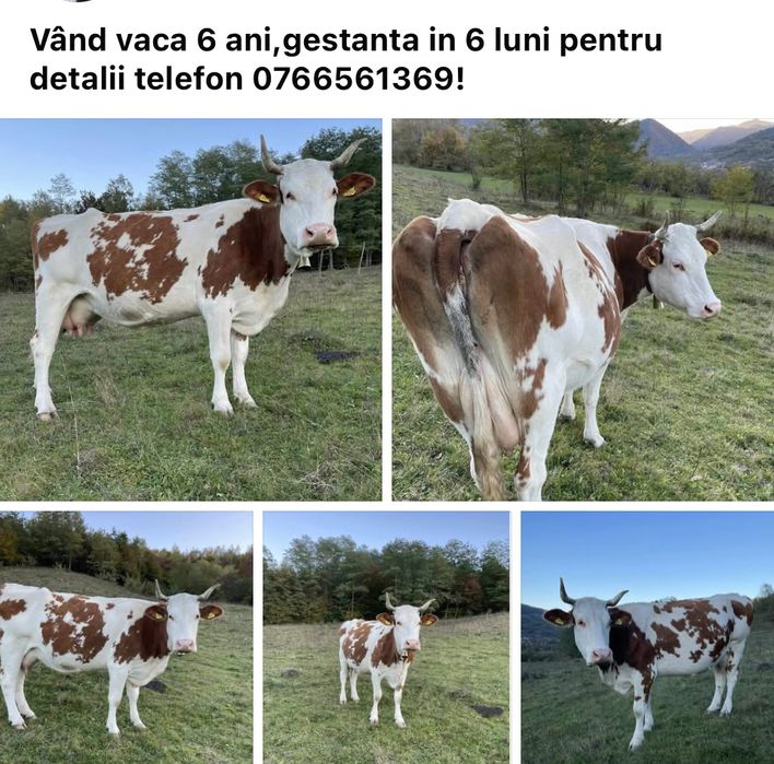 Vand vaca 6ani gestanta in 6luni!