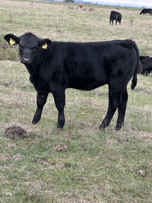 Vand 22 vitele angus