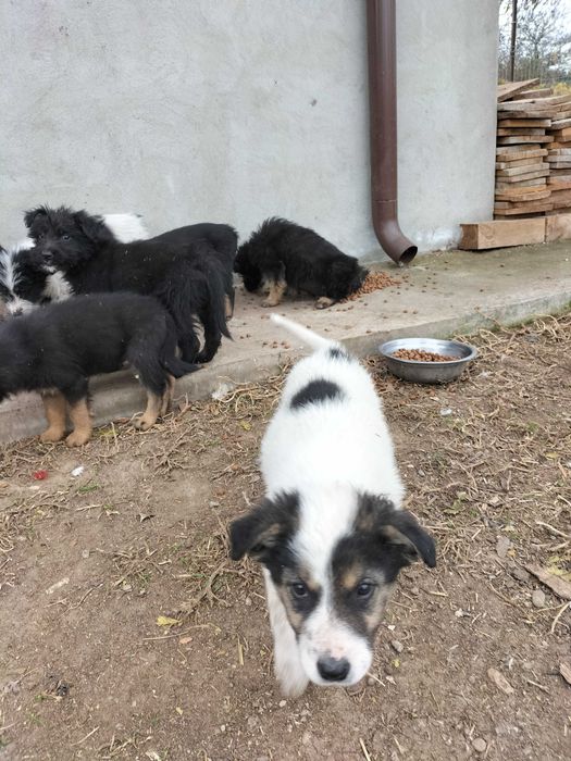 Adopții caini pui 2 luni