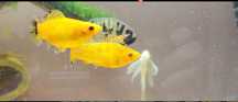 Pești acvariu guppy, xipho, molly,ancistrusi