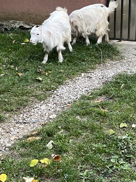 De vanzare 2 iedute de 5 luni