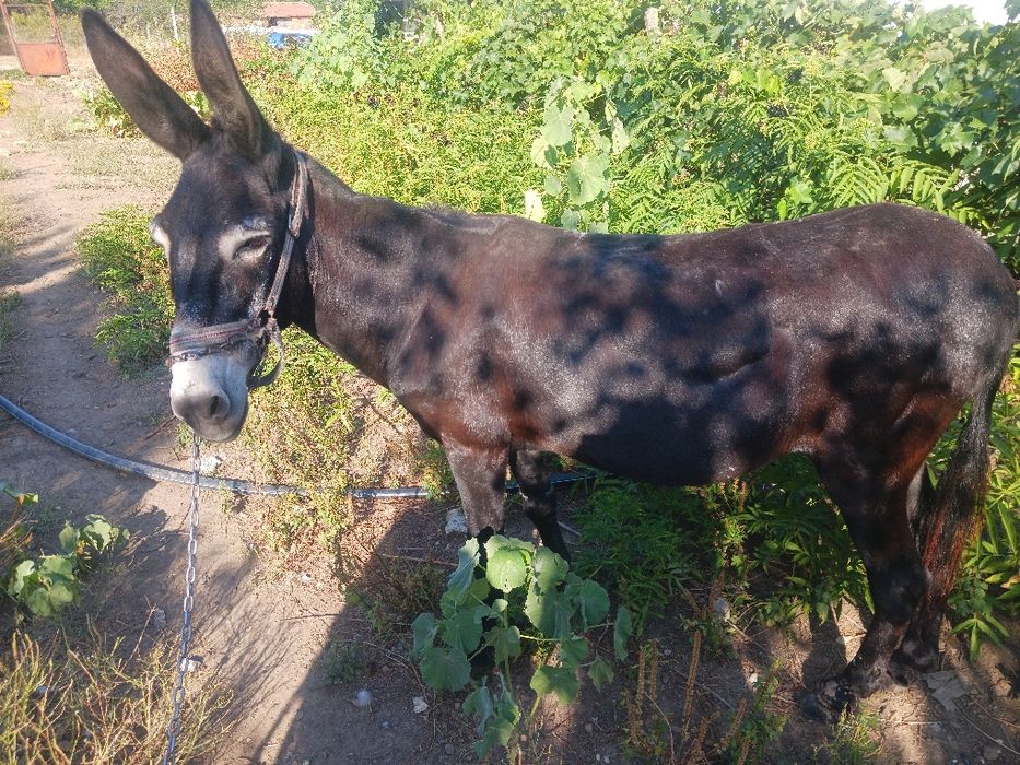 Магаре женско 12 годишно