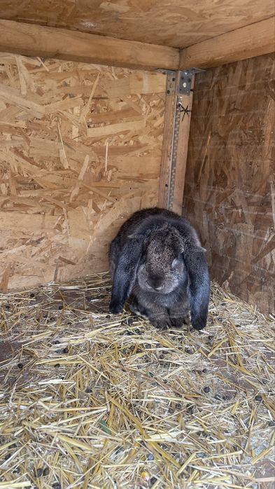 Iepuroi berbec german