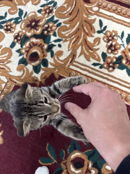 Scottish Fold aqilli mushuk