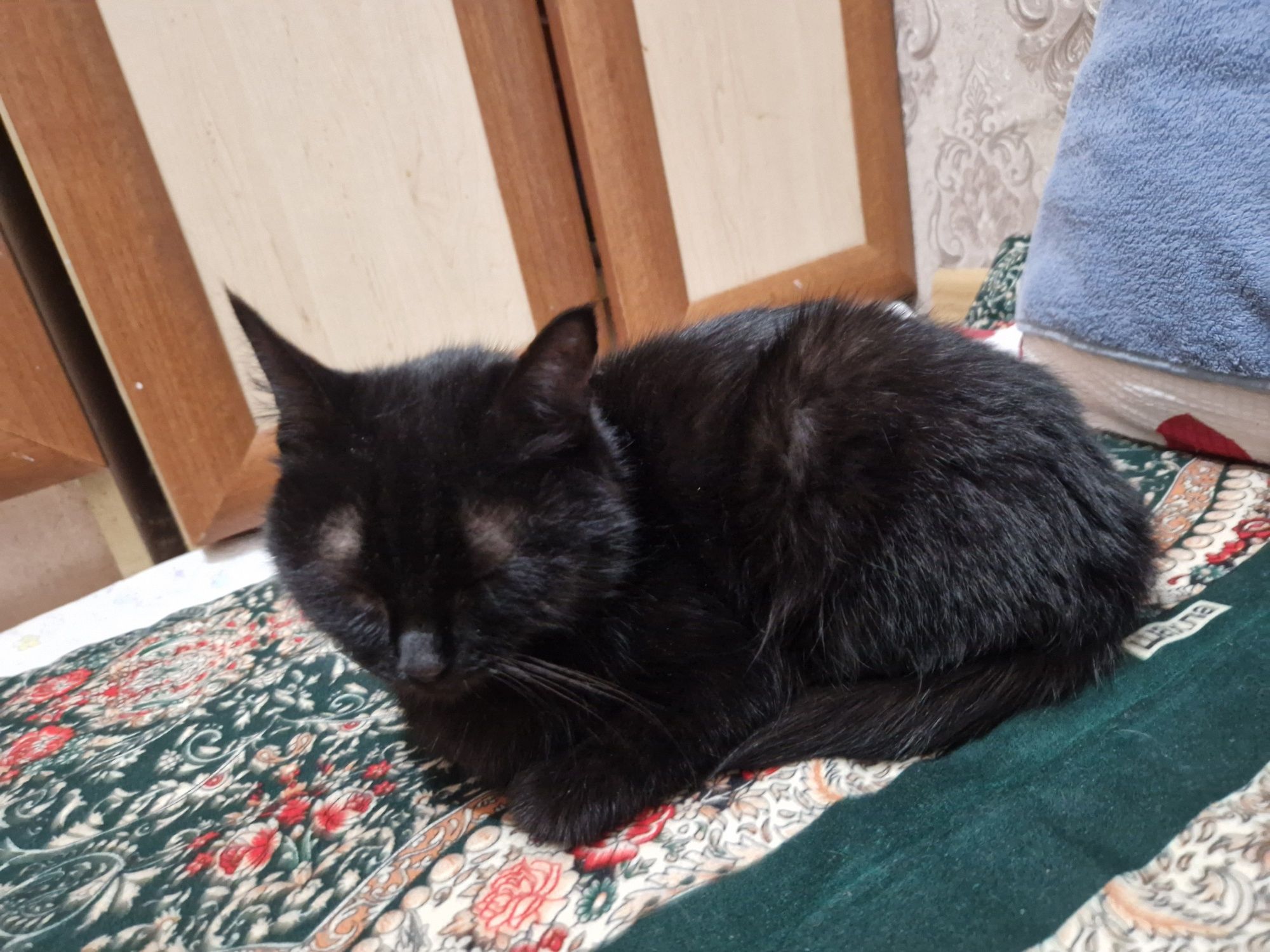 Кошечка ищет дом