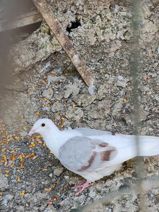 Vând porumbei capaciti