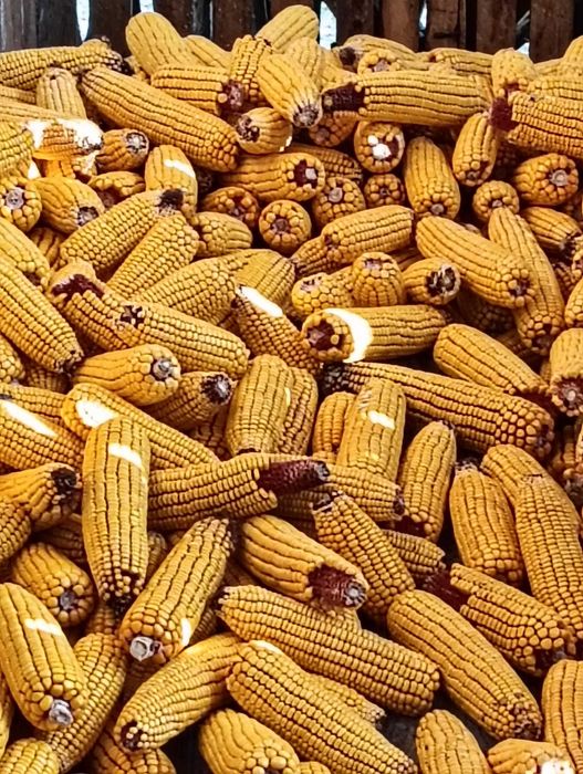 vand porumb stiulete productie 2025