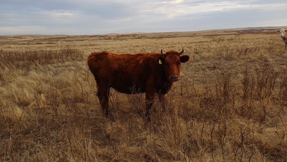 На продажу два тёлки и коровы