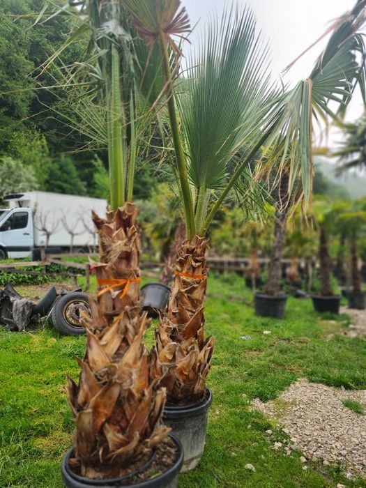 Palmier Washingtonia Rezistent la ingheț