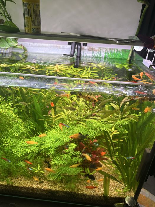 Acvariu pesti 100/40/40 160litri cu tot cu masa