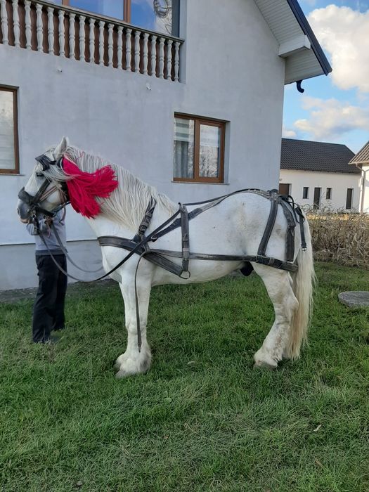 Cai de vanzare volovăţ