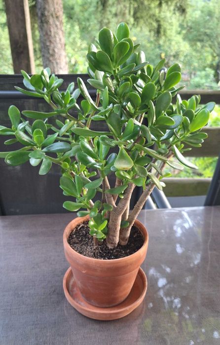 Дърво на живота/ Crassula ovata