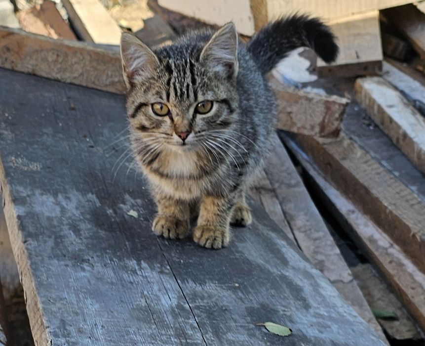 Ищем дом маленькому котенку