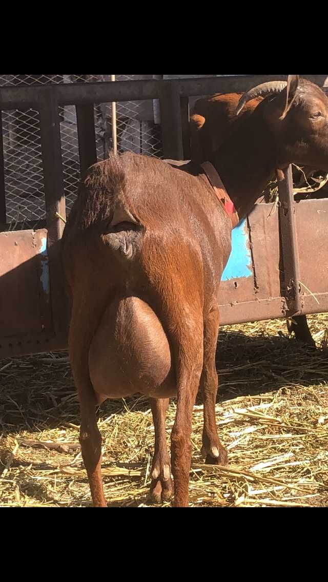 Capra Murciano Granadina