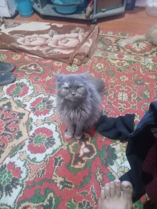 Скотиш страйт. Срочно сотилади. Соглрм.