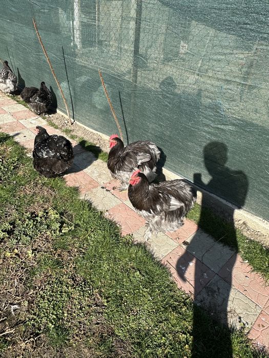 Familie cochinchina urias albastru