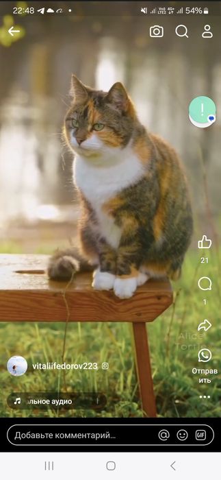Нужен котёнок трех цветный как на фото