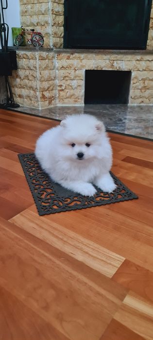 Mascul pomeranian