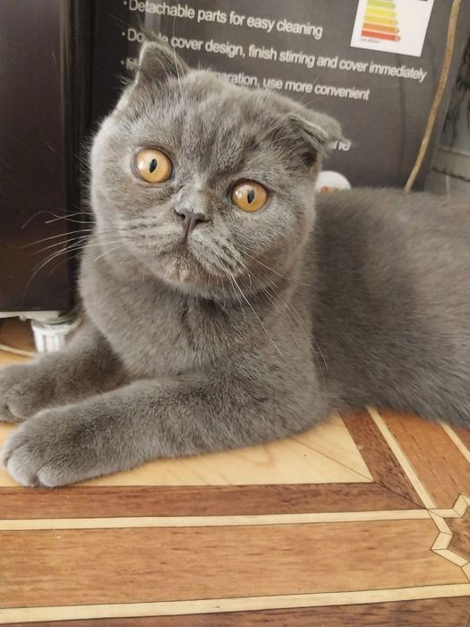 Mushukcha tom erkak