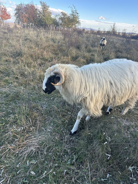 Berbeci brezi foarte frumosi