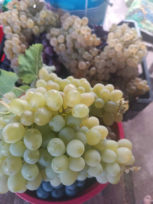 Struguri vin diferite soiuri