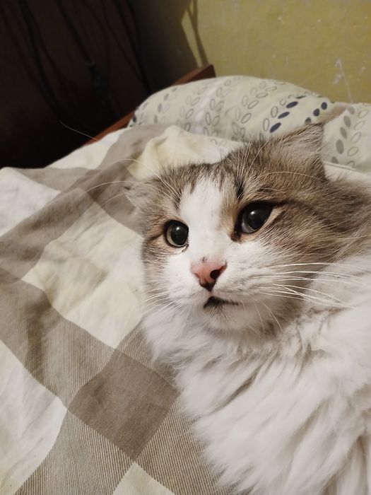 Кот Шотландской вислоухой породы, кастрированный молодой ищет дом