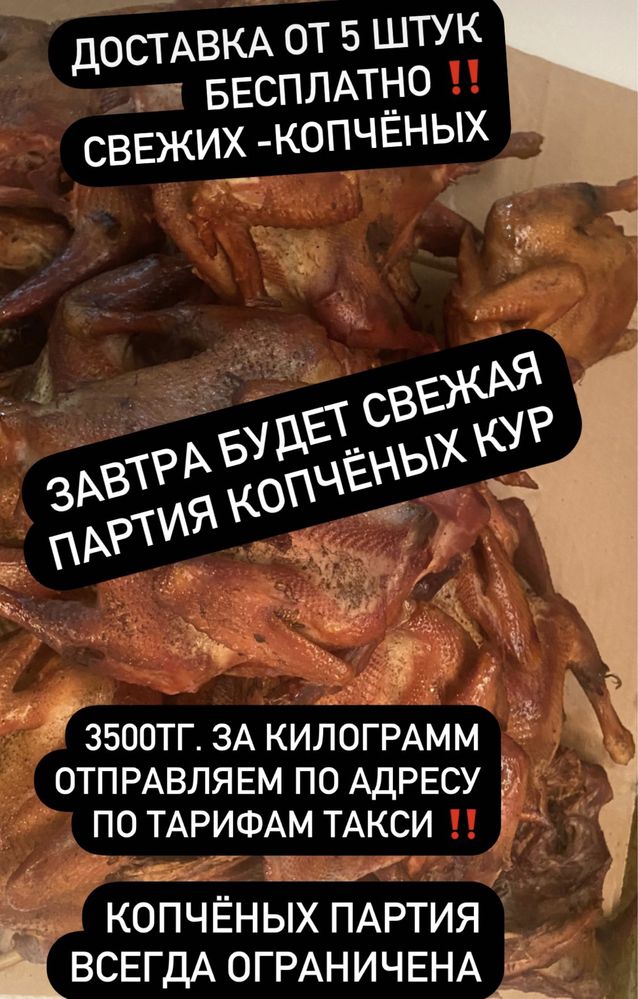 Куры домашние